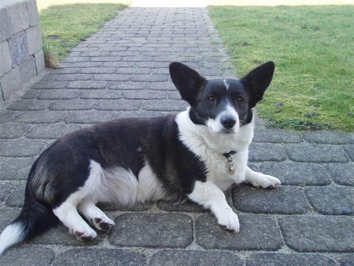 Welsh corgi cardigan Giggi billede 3