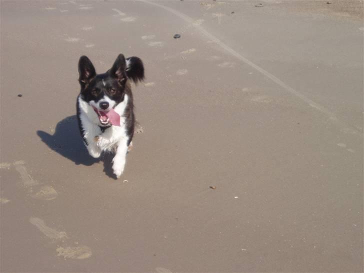 Welsh corgi cardigan Giggi billede 4