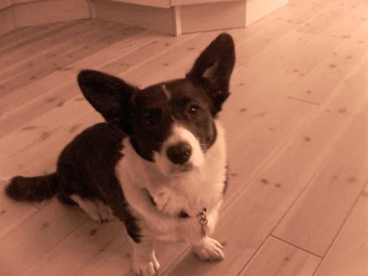 Welsh corgi cardigan Giggi billede 5