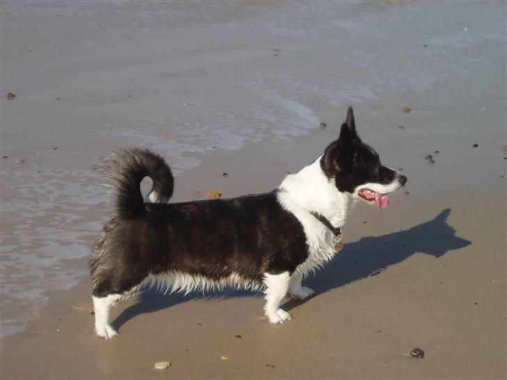 Welsh corgi cardigan Giggi billede 6