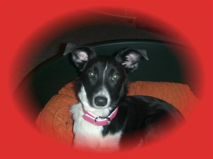 Blanding af racer Filuca - Hej allesammen. Jeg hedder Filuca!  billede 1