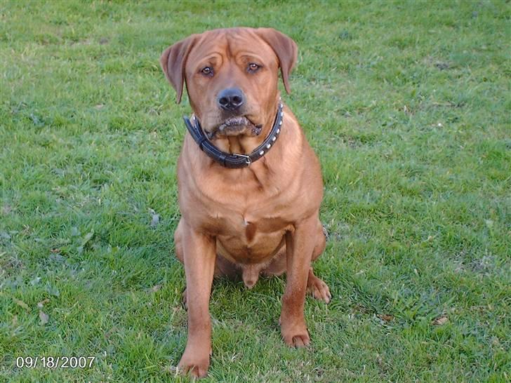 Blanding af racer kenzo - nyt billede 2