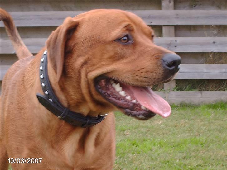 Blanding af racer kenzo - nyt. billede 3