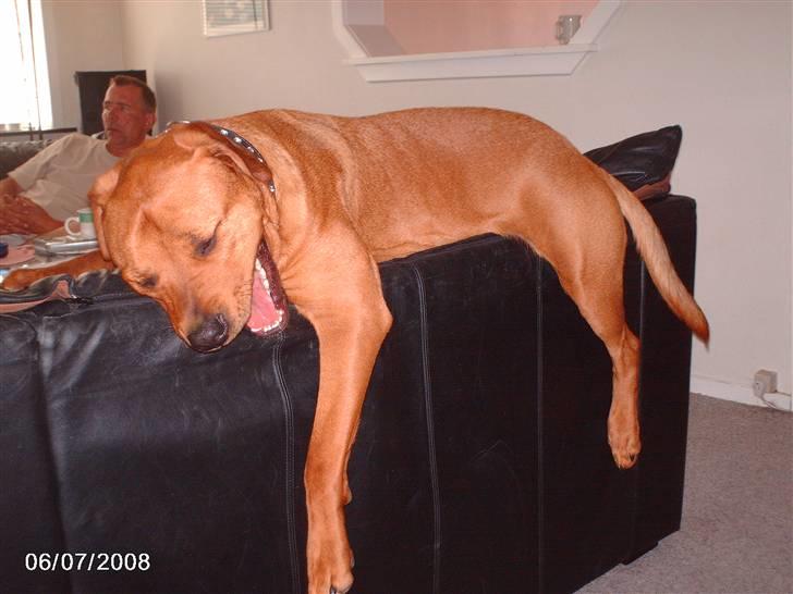 Blanding af racer kenzo - nyt. billede 4