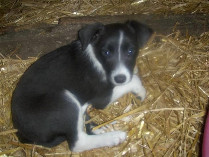 Blanding af racer Filuca - Her ser min mor mig for første gang.  billede 2