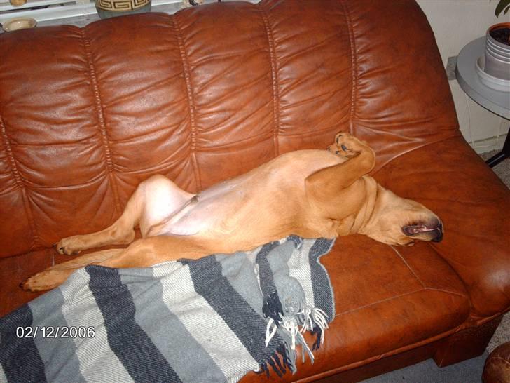 Blanding af racer kenzo - blotter billede 5