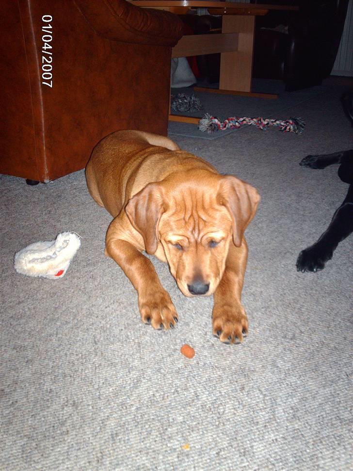 Blanding af racer kenzo - venter billede 6