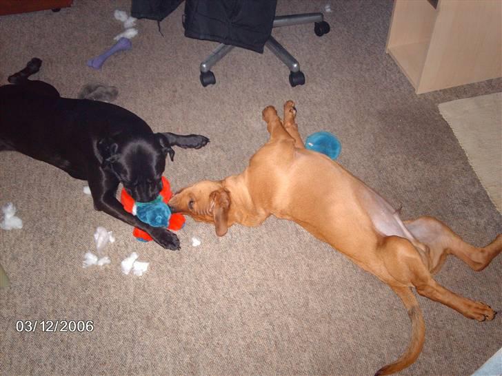 Blanding af racer kenzo - kenzo leger med min anden hund ozzi billede 7