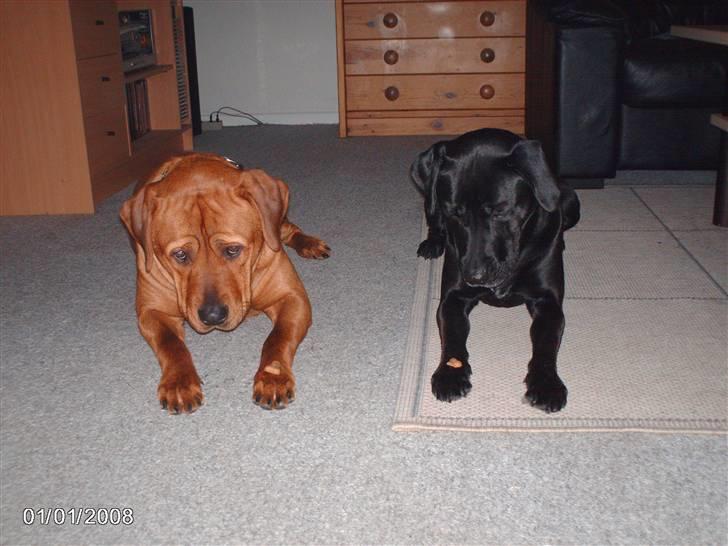 Blanding af racer kenzo - vi venter,,,,,,,, billede 8