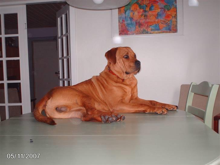 Blanding af racer kenzo - ligger lige på spiseboret billede 9