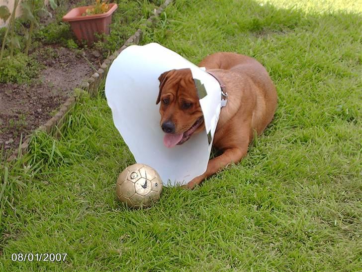 Blanding af racer kenzo - man kan godt spille bold men skærm på billede 10