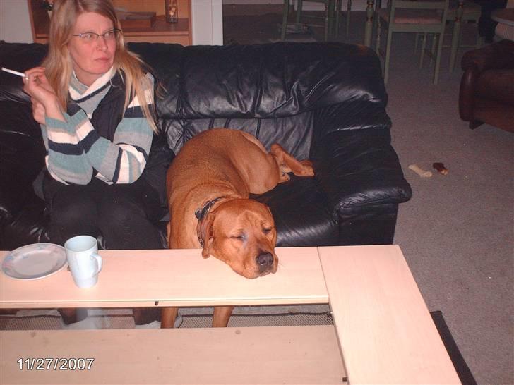 Blanding af racer kenzo - sover rigtig godt,,,, billede 11