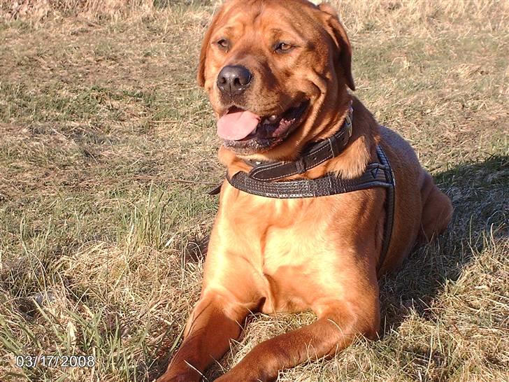 Blanding af racer kenzo billede 12