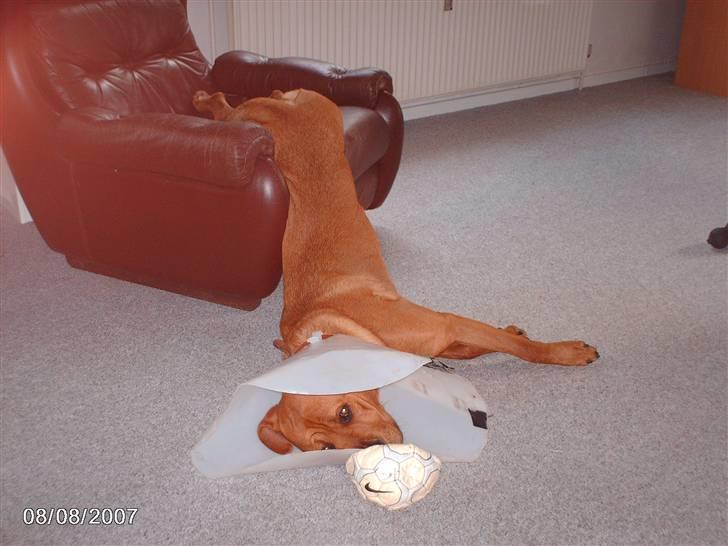 Blanding af racer kenzo - slapper lige af billede 13