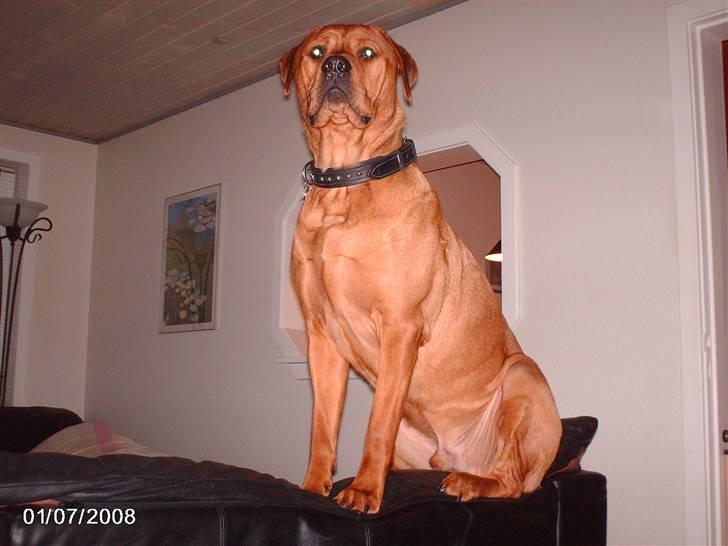 Blanding af racer kenzo - kongen i huset. billede 14