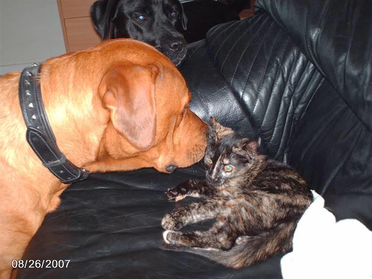 Blanding af racer kenzo - kenzo hilen lige på min kat locky billede 15