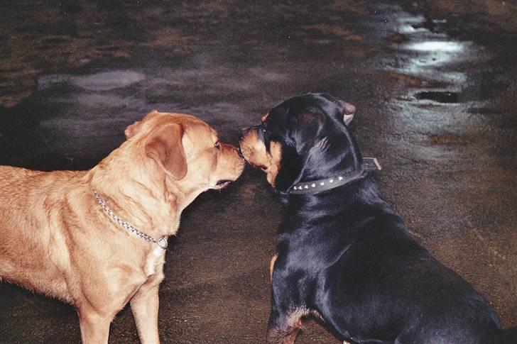 Blanding af racer kenzo - kenzo far og mor billede 16