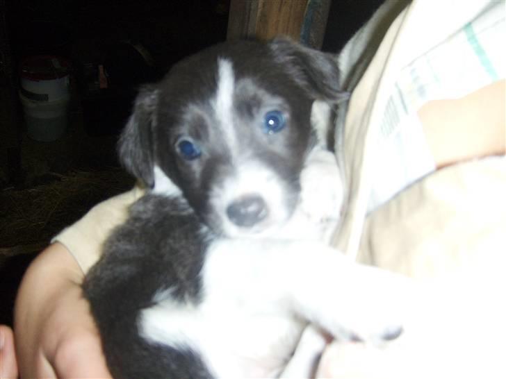 Blanding af racer Filuca - Her er jeg 5 uger gammel uge 33 billede 3