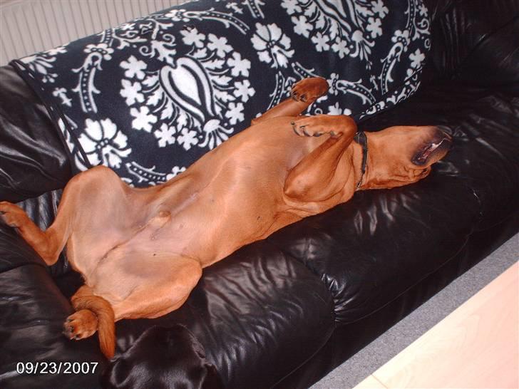 Blanding af racer kenzo -  nyt slapper af igen.  billede 17