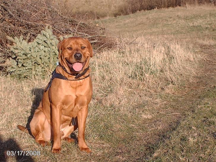 Blanding af racer kenzo billede 18