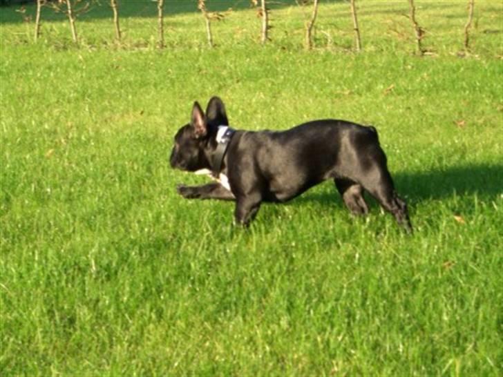 Fransk bulldog Coco +2007-2009+ R.I.P. billede 12