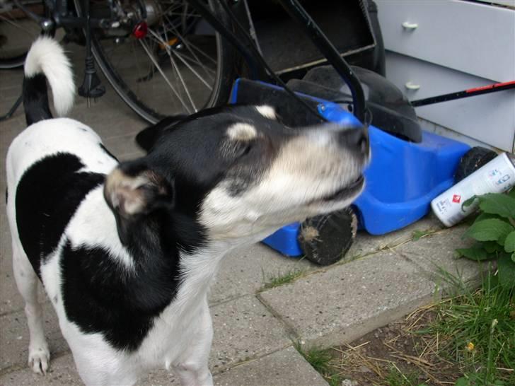 Dansk svensk gaardhund Freud - Se hvor han gør!! billede 1