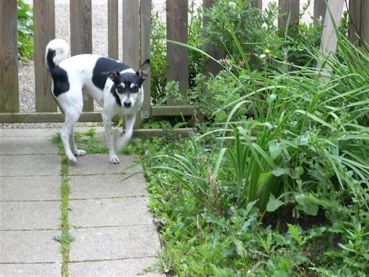 Dansk svensk gaardhund Freud - Her er min hund så på opdagelse i haven! billede 2