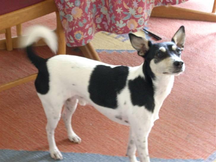 Dansk svensk gaardhund Freud - Der står min hund og kigger på noget mad! billede 3