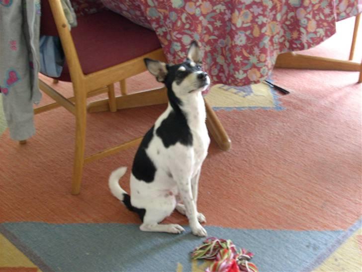 Dansk svensk gaardhund Freud - Nu har han droppet at stå og sidder ned og kigger! billede 4