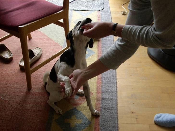 Dansk svensk gaardhund Freud - Der får min mor ham til at gi pote mens jeg tager billeder. billede 5