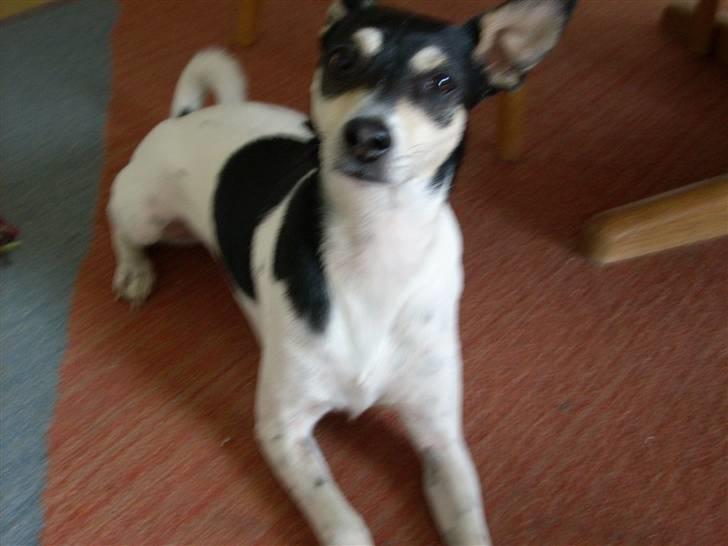 Dansk svensk gaardhund Freud - "Dæk! Dygtig!!!" billede 6