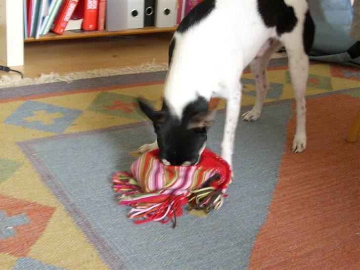 Dansk svensk gaardhund Freud - IIIH! Der har han taget min hue! billede 7