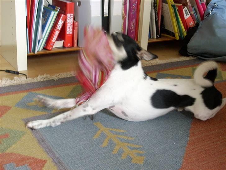 Dansk svensk gaardhund Freud - Der holder han hvist sit bytte? XD billede 8