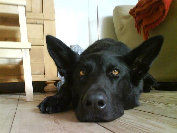 Schæferhund Bjørk billede 1