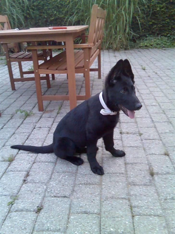Schæferhund Bjørk billede 2