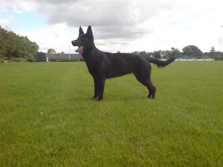 Schæferhund Bjørk billede 3