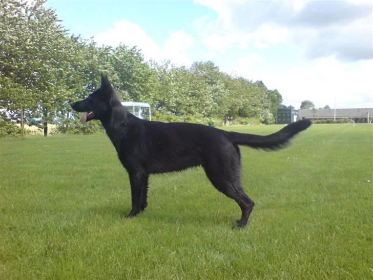 Schæferhund Bjørk billede 4