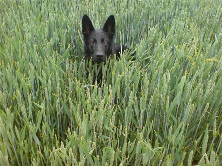 Schæferhund Bjørk billede 5