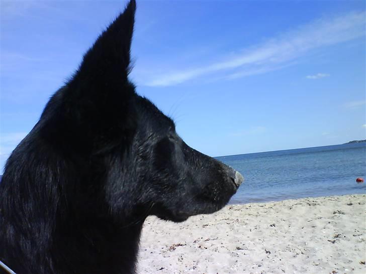 Schæferhund Bjørk billede 6