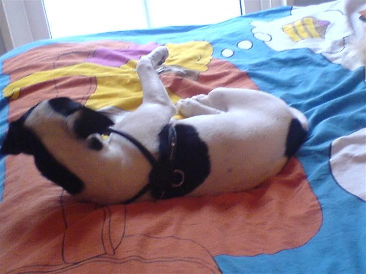 Dansk svensk gaardhund sally billede 16