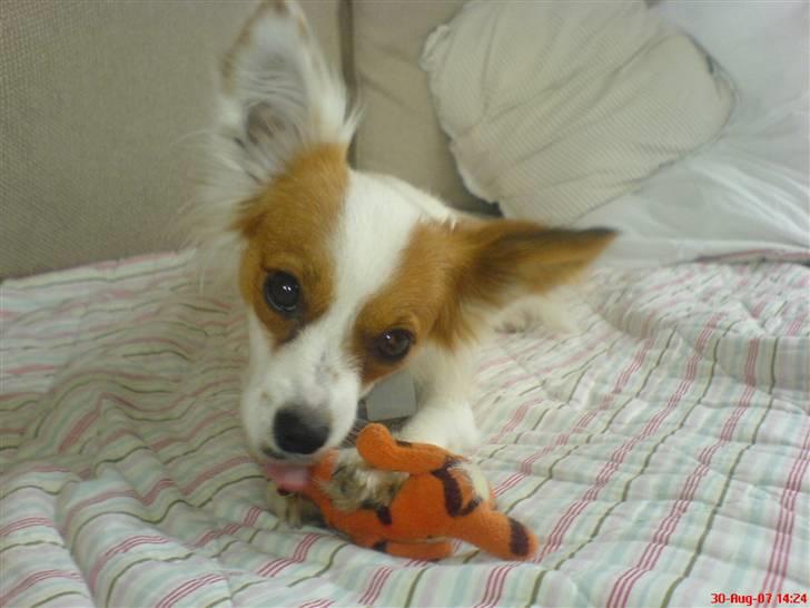 Papillon Chanel - Chanel med hendes Tigerdyr ;p billede 19