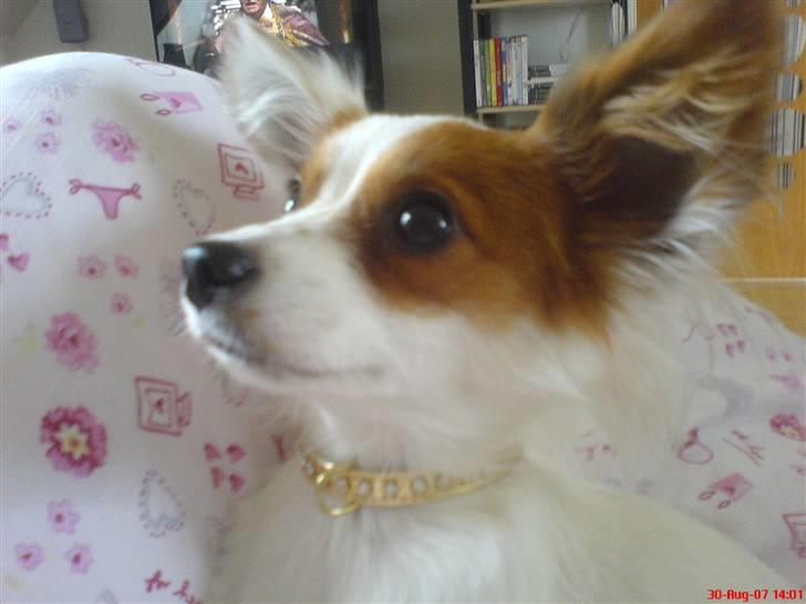 Papillon Chanel - Se mit nye guld halsbånd, er det ikke fint? ;p billede 20