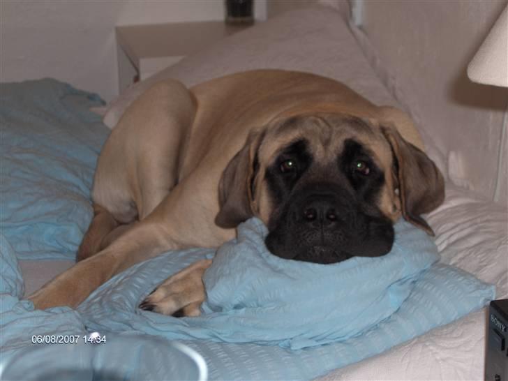 Mastiff Carla  (himmelhund) billede 13