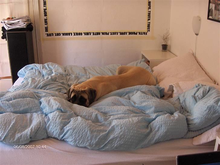 Mastiff Carla  (himmelhund) billede 14