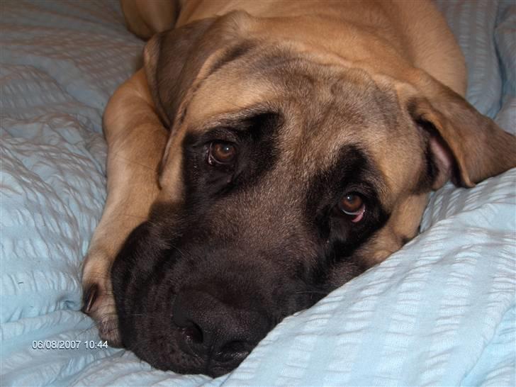 Mastiff Carla  (himmelhund) billede 15