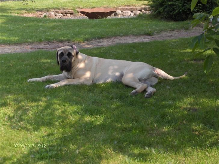 Mastiff Carla  (himmelhund) billede 16