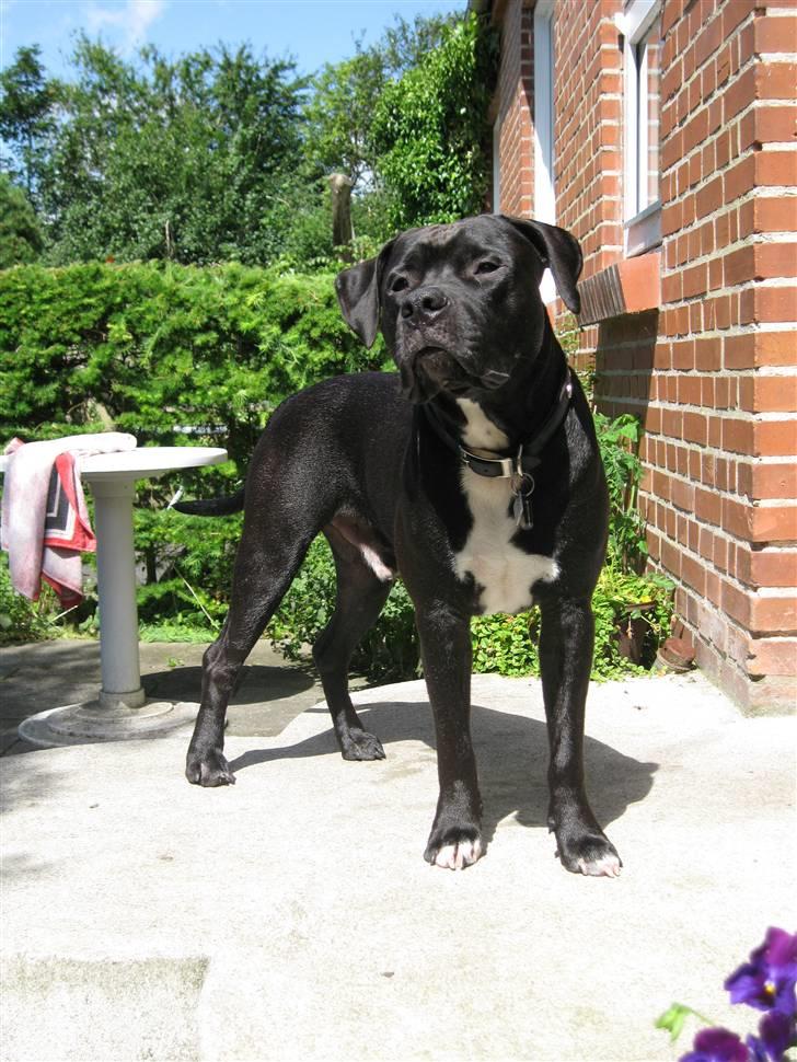 Amerikansk staffordshire terrier ZEUS - Haloo jeg vil alså ind nu!! billede 13