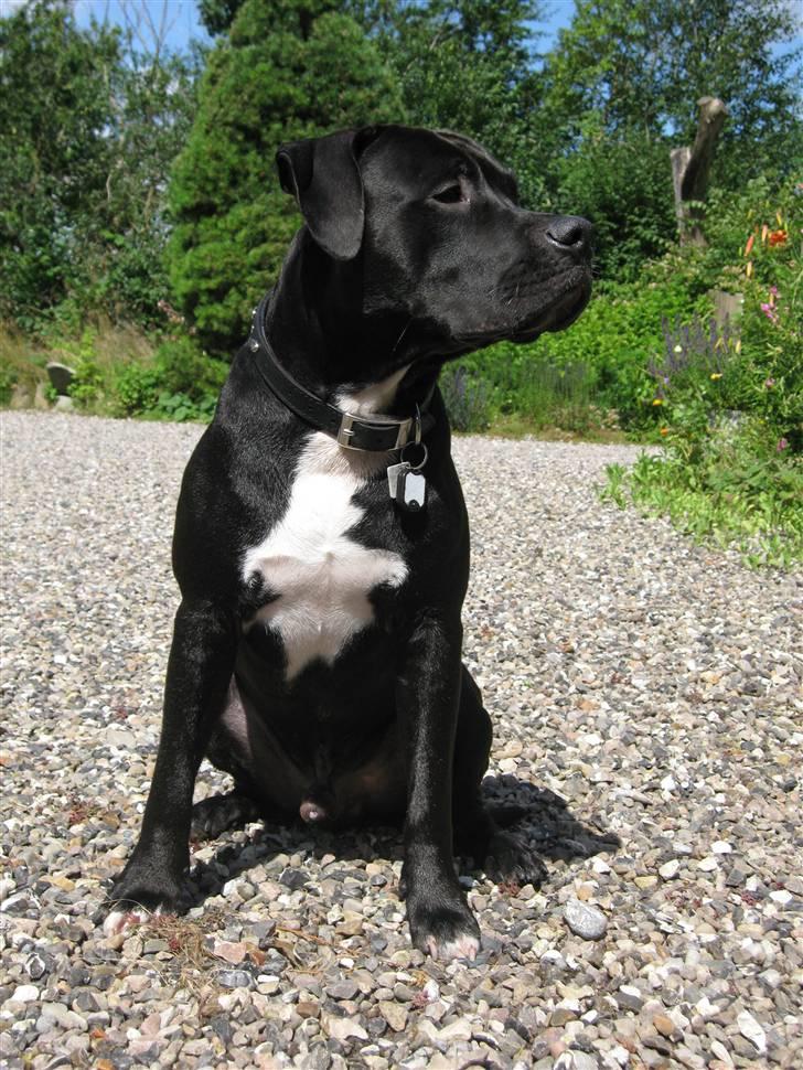 Amerikansk staffordshire terrier ZEUS - kan godt sidde fint billede 14