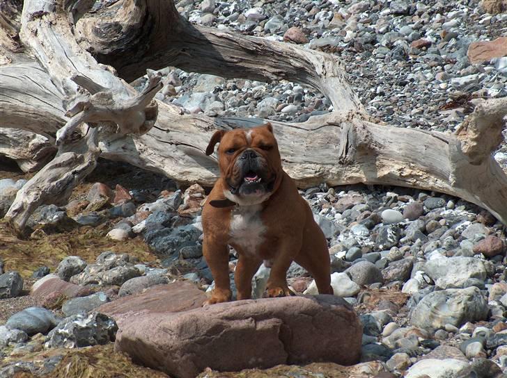 Engelsk bulldog tyson billede 17