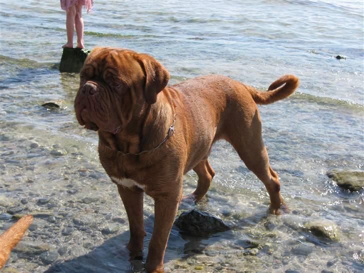 Dogue de bordeaux Ikaros R.I.P. billede 2